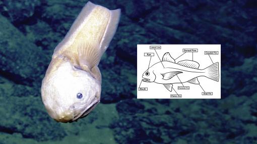 Snailfish and Any Fin activity