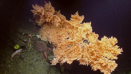 Large orange coral