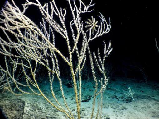 Bamboo corals undersea