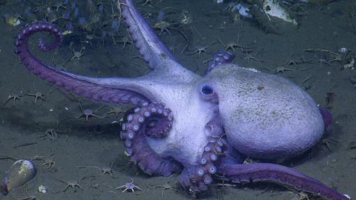 Octopus from Cascadia Margin Expedition