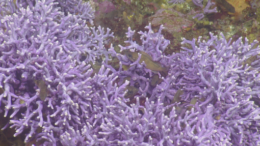 Coral Reefs in the Dark | Nautilus Live