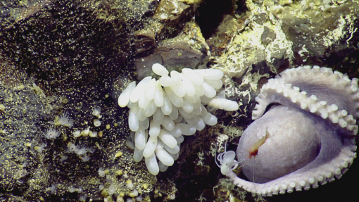 Octopus Eggs In Monterey Bay NMS