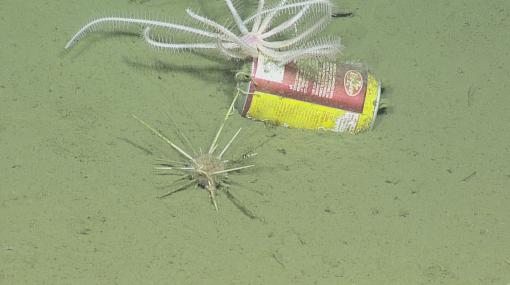 marine debris at Davidson Seamount