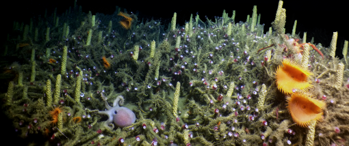 Tube worm colony