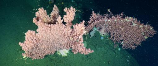 paragorgia bubblegum coral