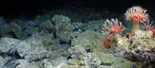 bacterial mat boulders