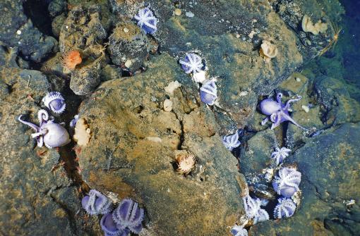 A cluster of brooding octopus linger in the cracks and crevices of Davidson Seamount.