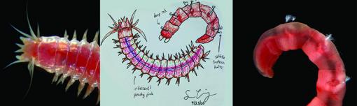worms illustration