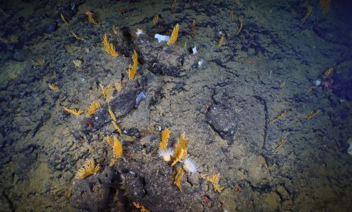 A deep-water coral garden composed of Acanthogorgia sp. sea fans and mushroom corals (Heteropolypus sp.) was identified on the flanks of San Juan Seamount at 880 meters (~2,624 feet).