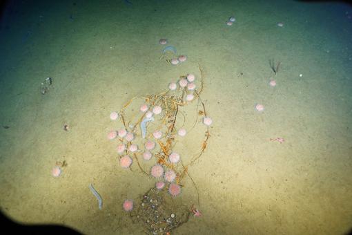 kelp fall with urchins