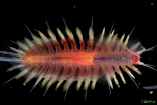 Invertebrates of the Deep Sea | Nautilus Live