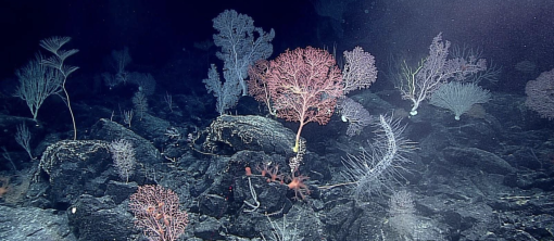 corals on volcanic rocks