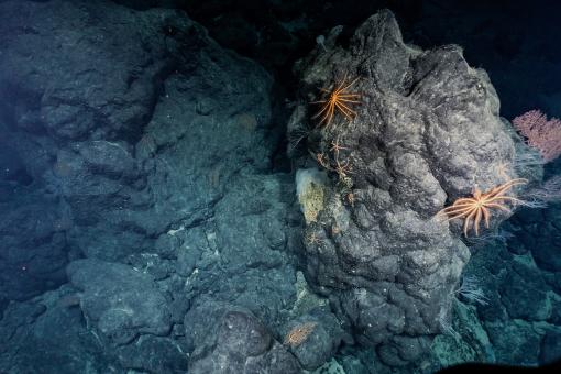 View of a dark basalt slope of a seamount with large boulders and bright orange crinoids climbing on top