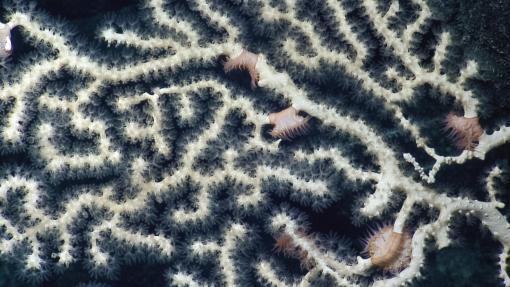 Close up of branching yellow fan coral against black background of dark ocean. Several branches have pink cup anemones wrapped around coral branches