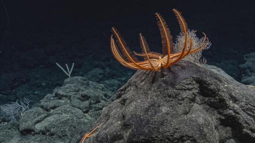 Red Sea Star