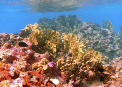 In our expedition to Johnston Atoll, we are exploring the deep-sea biodiversity of this incredible region that plays a vital role in the Pacific Remote Island Marine National Monument (PRIMNM). 