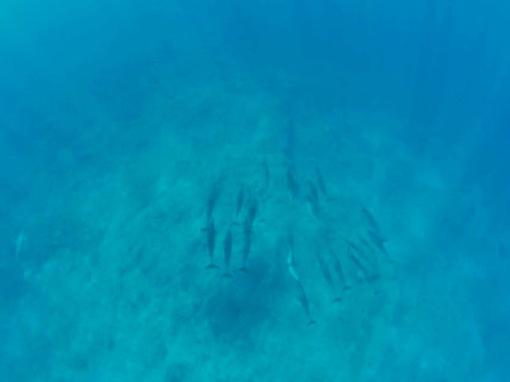 Spinner dolphins captured under Permit #19655 Dr. Adam Pack