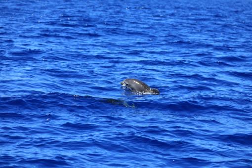 bottlenose dolphin