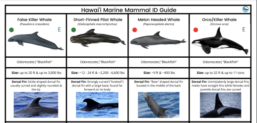 Screeenshot of the marine mammal guide 