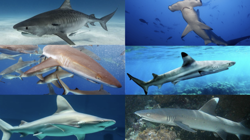 Collage of six Hawaiian shark species 