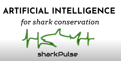 Shark Pulse