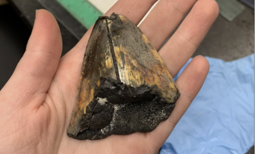 megalodon tooth