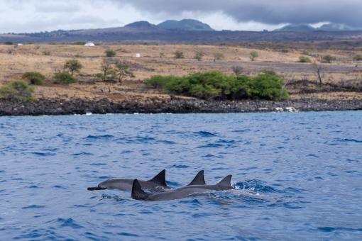 Dolphins in Hawaii
