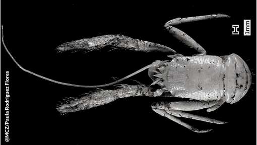 Scientists Discover Five New Species of Deep-Sea Squat Lobster 