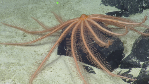 Sea Star sampling