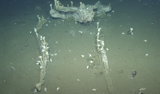 Revisiting a Whale Fall at Clayoquot Slope's Cold Seep