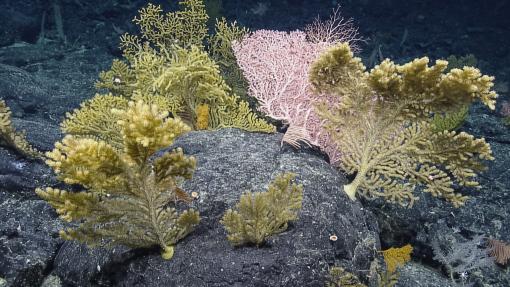 Visits Unexplored Region of Papahānaumokuākea Marine National Monument with Ala ʻAumoana Kai Uli Expedition