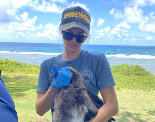 Bronwyn holding a Laysan Albatross chick for banding.