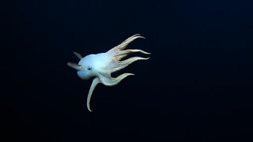 “Ghostly” Dumbo Octopus in the Deep Sea 