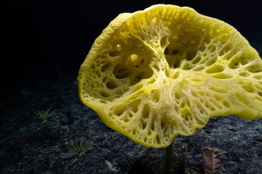 Yellow bolosoma glass sponge