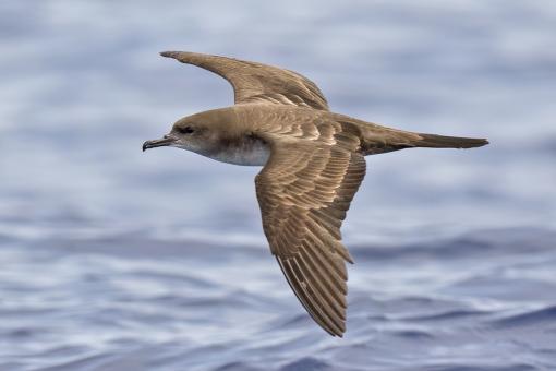 Wedge-tailed Shearwater (Credit: Dave Pereksta)