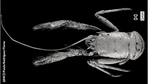 new squat lobster species
