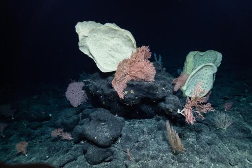 Seamounts and the rocks found on them are particularly important for hosting deep-sea or cold-water coral and sponge communities, which often provide nooks for fish nursery grounds and homes for other benthic organisms.