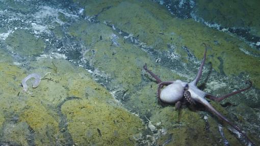 Octopus on a cold methane seep near the underwater volcano at Kick'em Jenny, 
