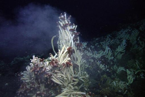 tubeworms on hydrothermal vents