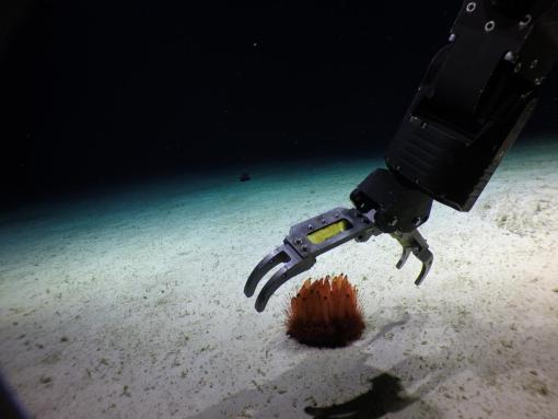 deep sea sampling with ROV Hercules
