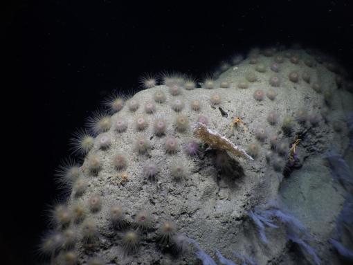 Ocean Exploration Trusts Explores Biodiversity of Ancient Seamounts near Jarvis Island
