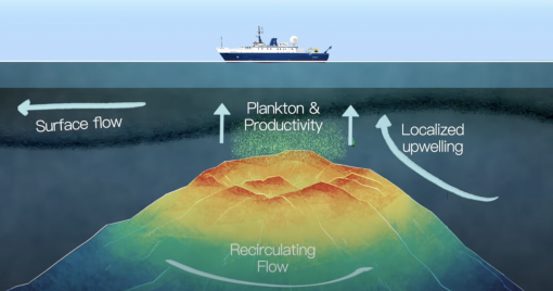 Exploring Midwater Migrations over American Samoan Seamounts