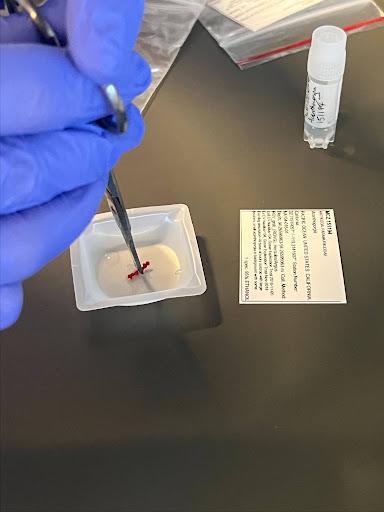 Sequencing DNA image