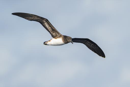 Tahiti Petrel