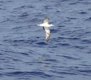 Streaked Shearwater