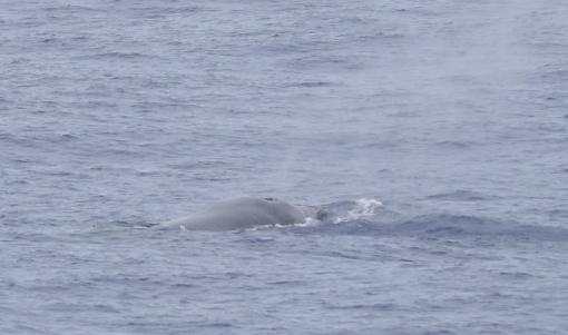 Sei whale