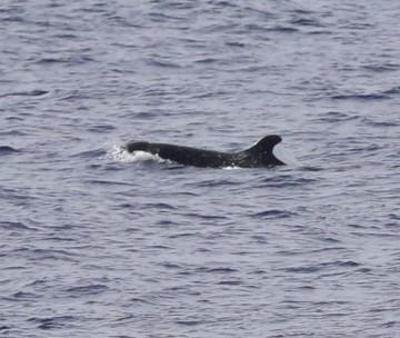 False killer whale