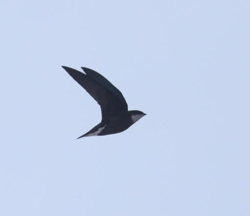 White-throated Needletail Swift