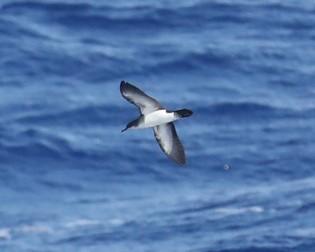 Tropical shearwater