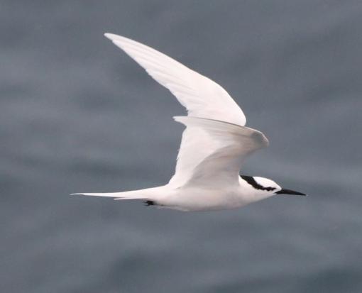 Black naped tern